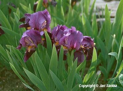 Iris Pumila-Ryhm� 'Cyanea'